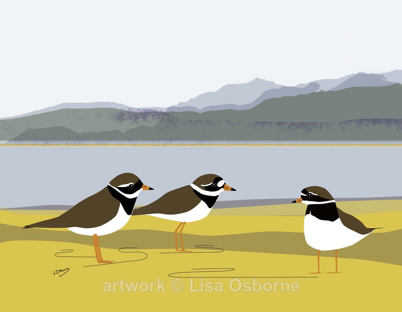 Ringed plovers - DIGITAL ARTWORK