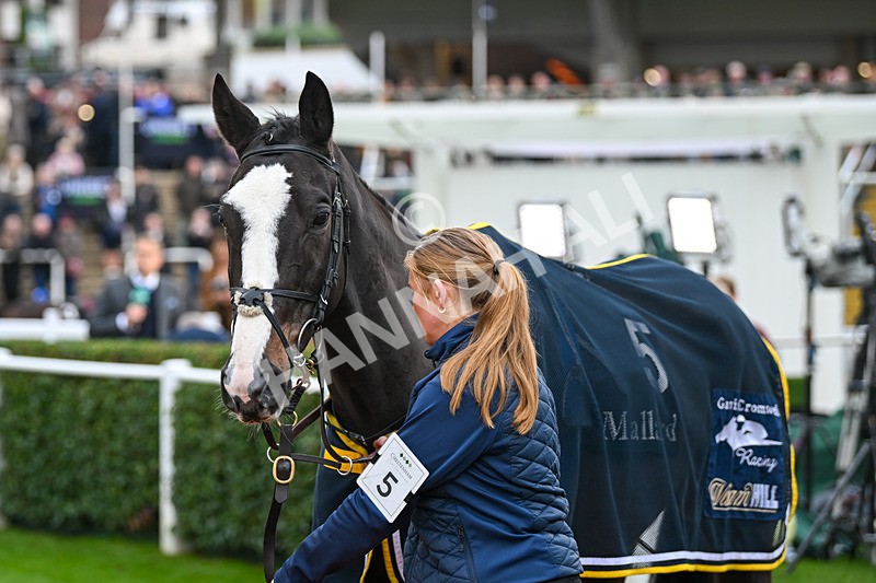 171124-Race 2-Paddock-The Other Mozzie-2862 - Race 2