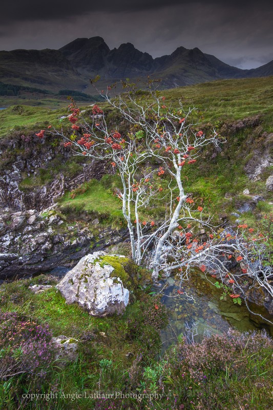 Black Cuillin Rowan Tree 2 - Isle of Skye