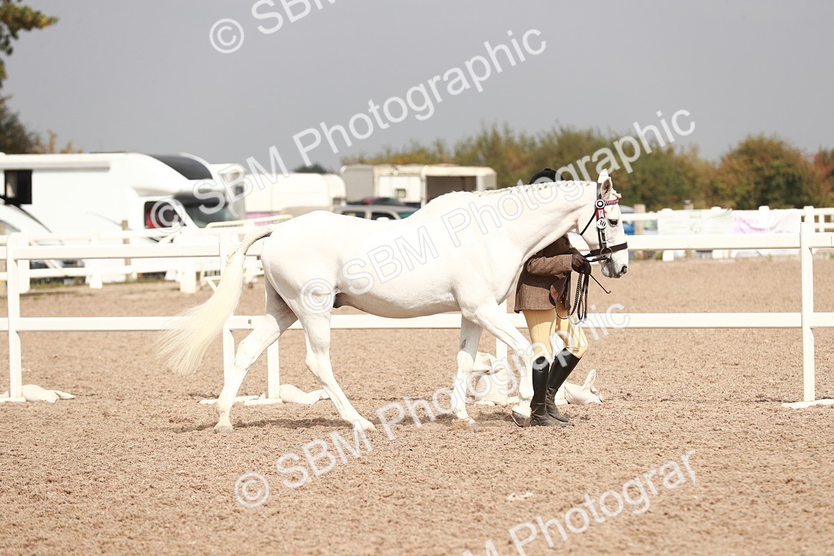 SBM_13143 - Class 208 IH Veteran Horse