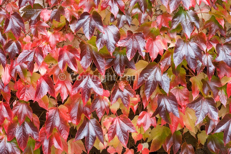 Autumn Foliage, Upton Hellions, Devon - Featured Images