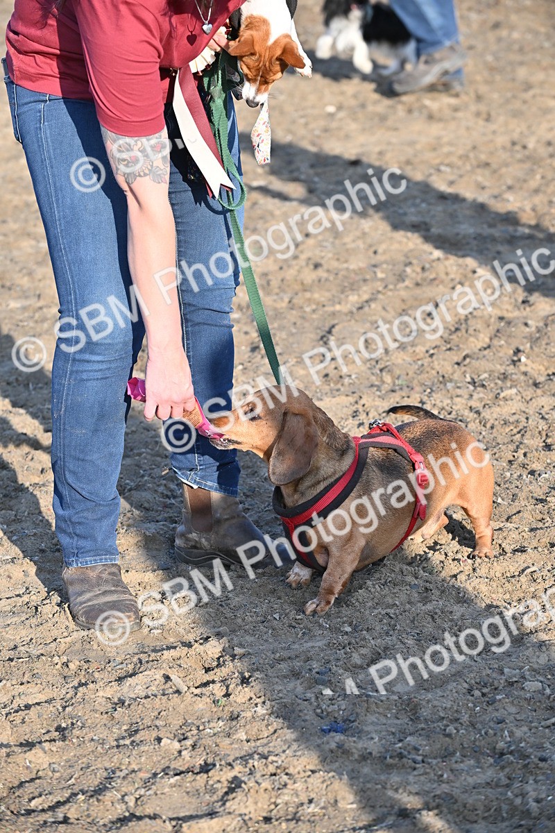 SBM_09414 - Lorry Dogs