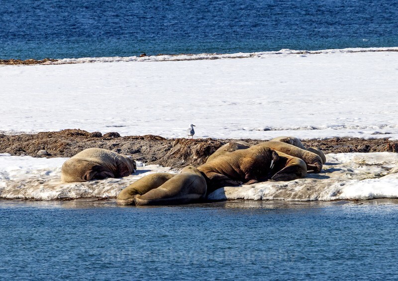  - Svalbard