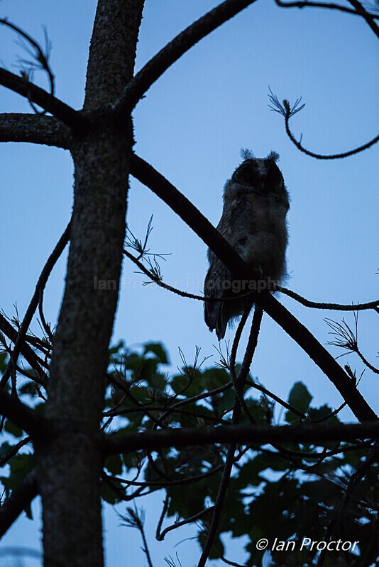 Night Owl! - Nature