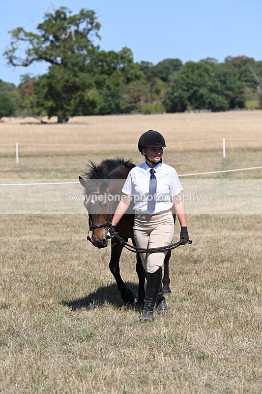 WJ6_8646 - Class 37b Best Loan Pony In-hand