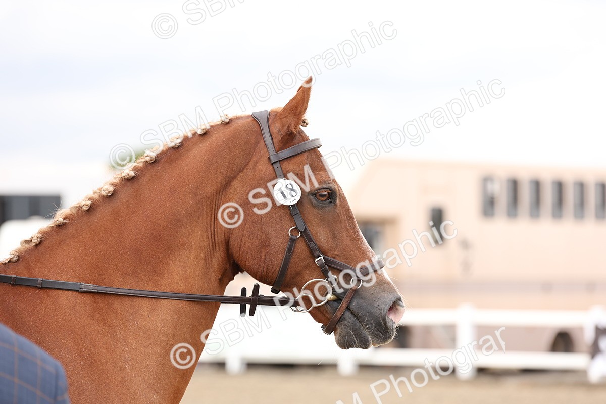 SBM_07471 - Class 59a -  Style & Performance - 80cm (15-19)