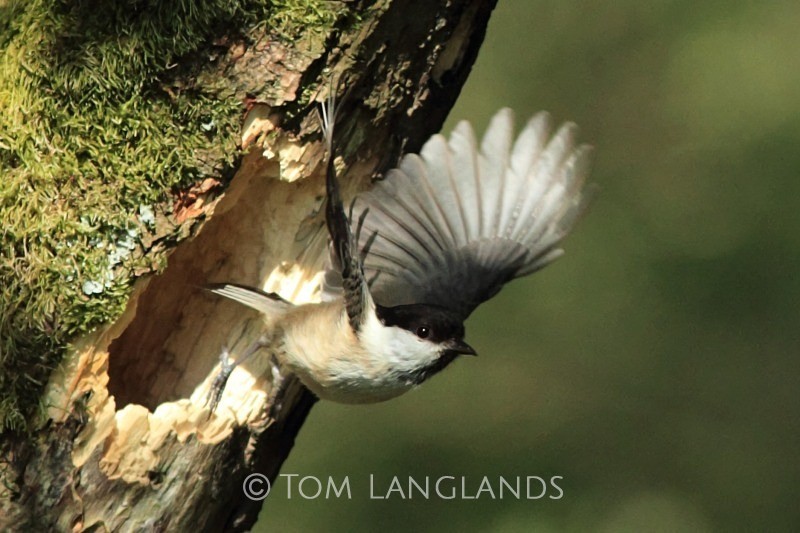 Willow Tit - All Other Birds