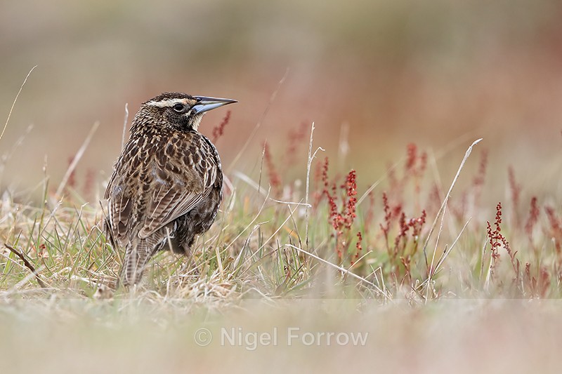 Long-tailed Meadowlark back view, Carcass Island, Falklands - Long-tailed Meadowlark