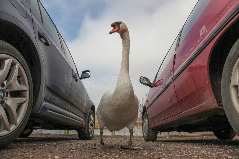  - Urban Mute Swan Photography