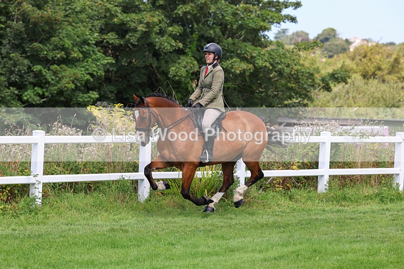 3E7A8711 - Class 5: Working Show Horse