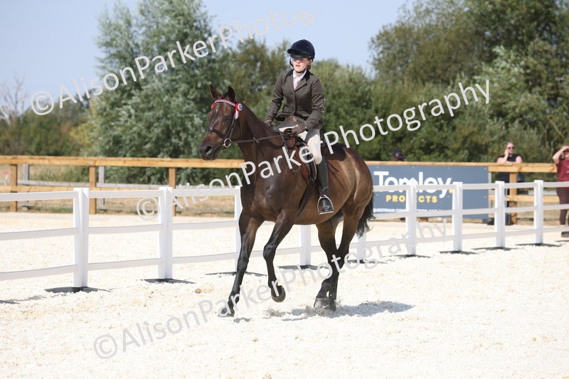 20260802-0738 - Class 8 - Best Riding Horse or Pony