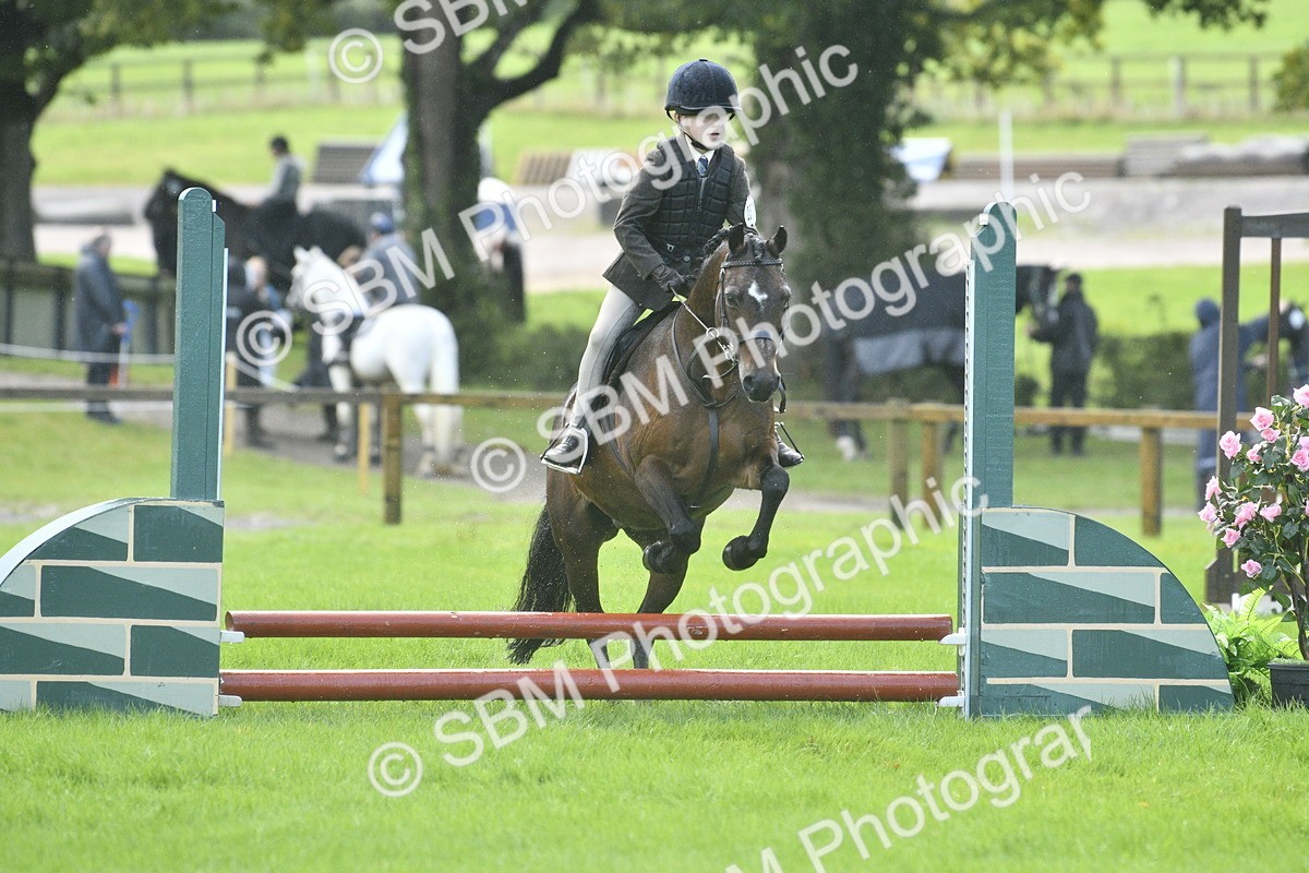 SBM_37169 - S31 - Novice & Newcomer Working Hunter Pony