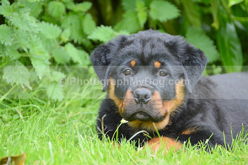  - Rottweilers