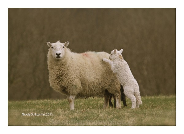 Welsh Sheep - Captured Wild life/Domestic/ livestock Animals