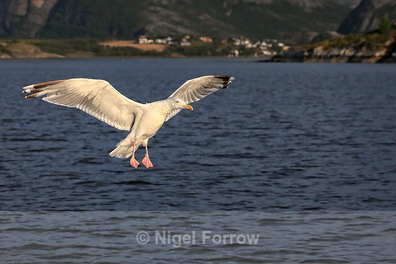 Herring Gull (adult) hovering, Flatanger, Norway - Herring Gull