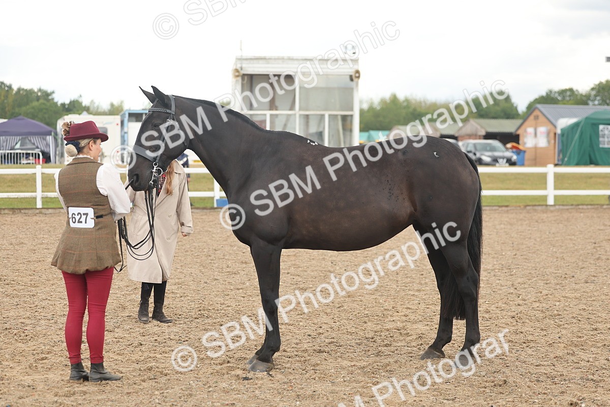 SBM_07872 - Class 28 - IH Veteran Horse