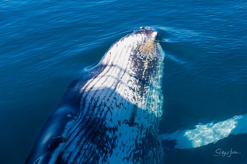 _16A1245 - 2024 Hervey Bay Whales