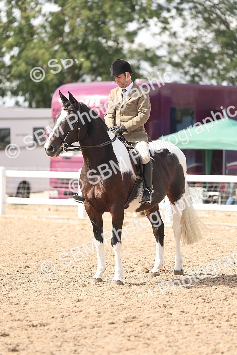SBM_14810 - Class 308 - Ridden Coloured Horse