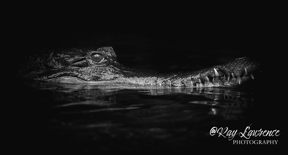 20190821-RLP_9195b - Monochrome Zoo