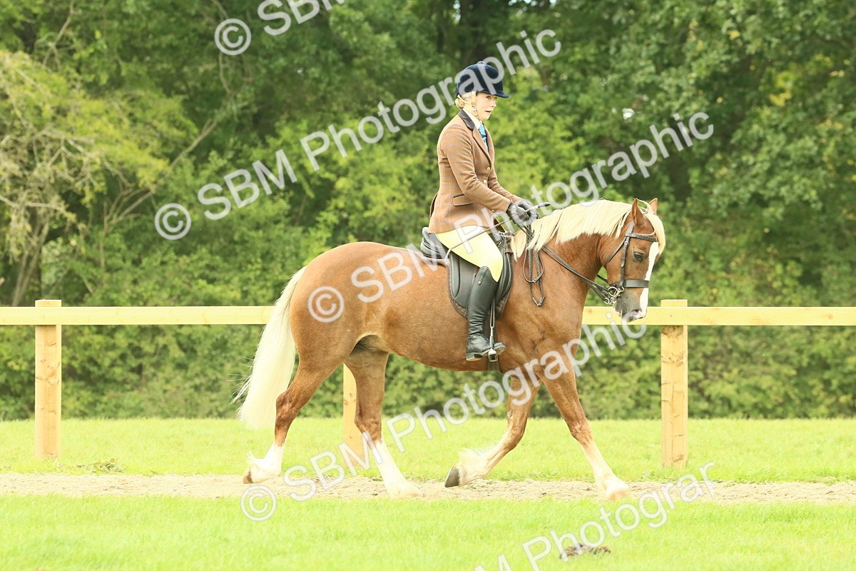 SBM_71857 - S60 - Mountain & Moorland Ridden Large Breeds