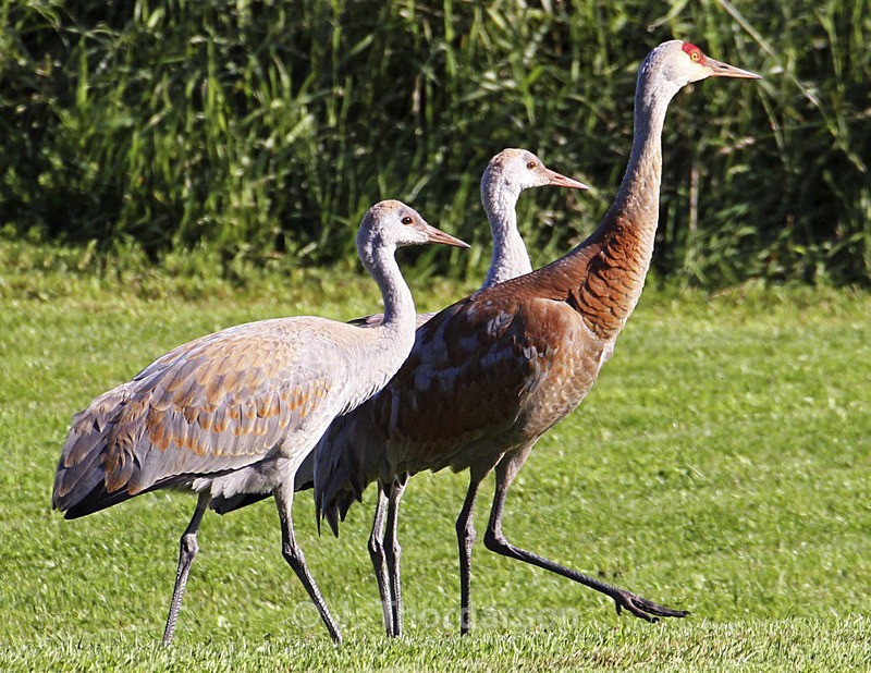 - Sandhill Cranes