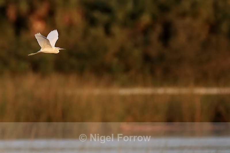 Little Blue Heron (juvenile) in flight, Viera Wetlands, Florida - Little Blue Heron