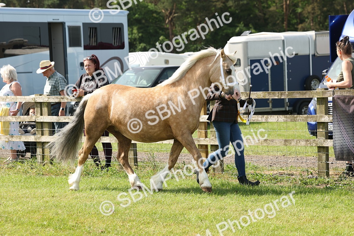 SBM_02197 - Class 6-13 - Mountatin and Moorland In Hand Welsh Breeds