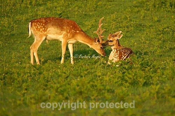 Young Fallow Deer - Bradgate Park - Bradgate Park