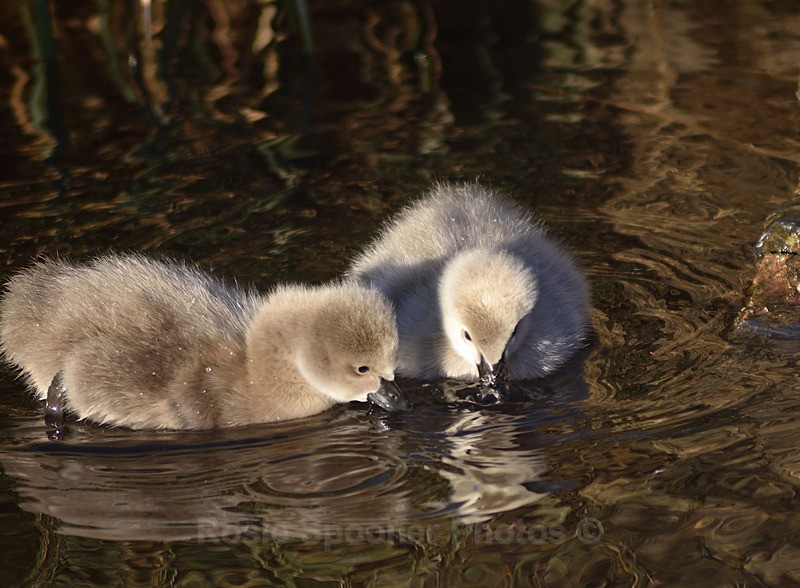  - Dawlish (mainly black swans)