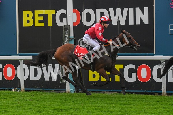 100923-Pony Race 2-0296 - Pony Race 2 12.45 The Dragon (TV and Film) Studios Pony Race 148cm & Under