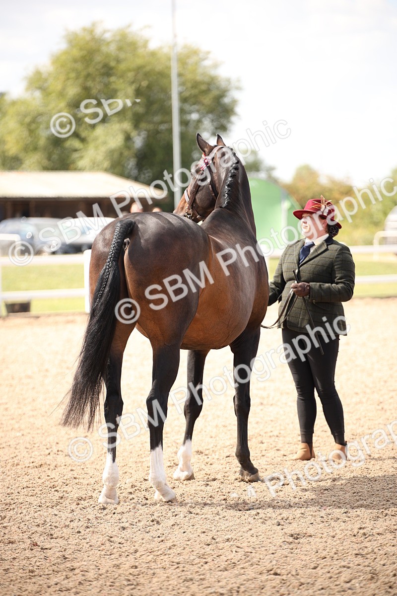 SBM_03782 - Class 19 Judge's Favourite