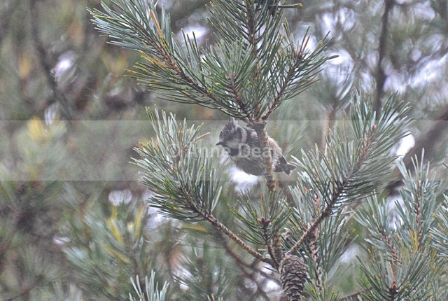 Check out the Mohawk.... - Northern Highlands, November 2015