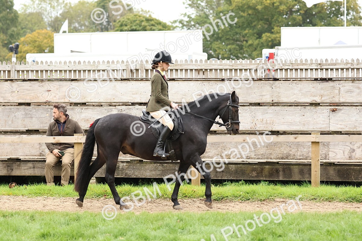 SBM_69528 - S62 - Mountain & Moorland Ridden Large Breeds