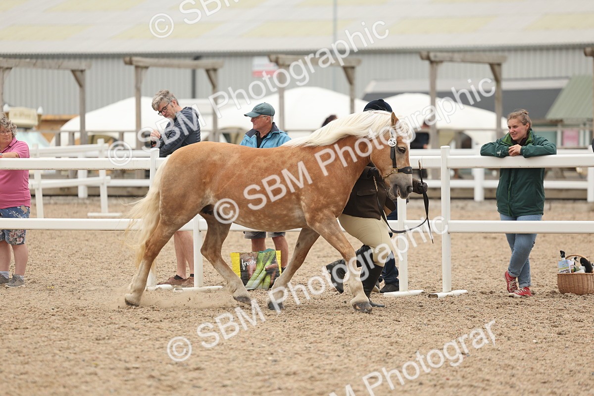 SBM_19290 - Class 317 - IH Pure Bred Horse-Pony