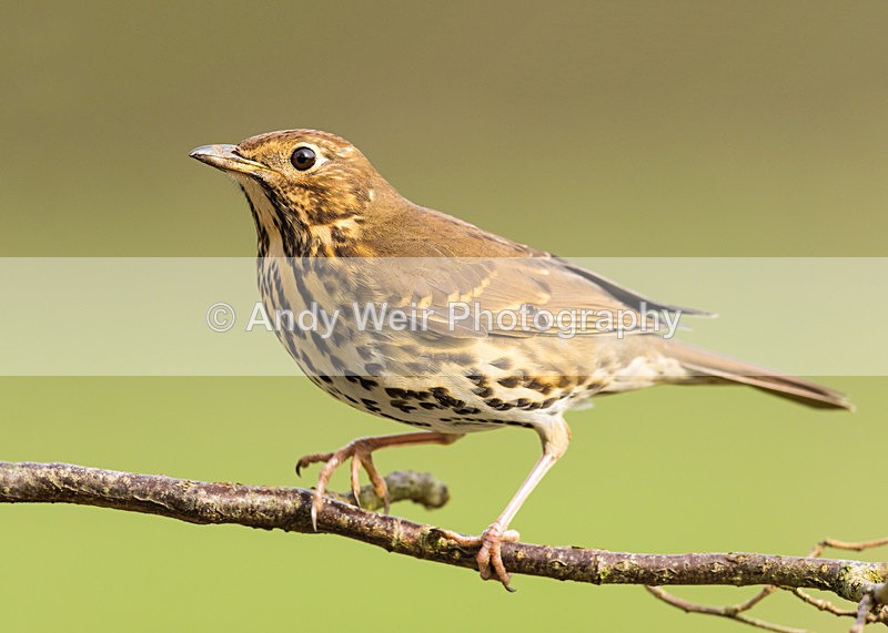 20160227-8E0A2094-4098 - Thrushes