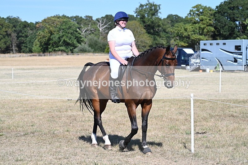 WJ7_1456 - Class 42 Most Handsome Gelding