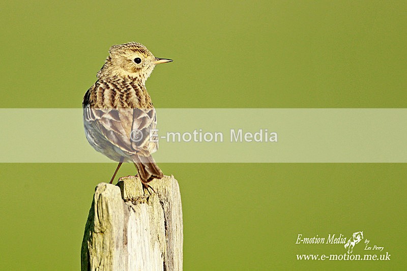 Meadow Pipit 250312  4 - Nature