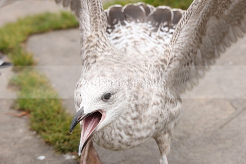 Seagull - Animals and Birds
