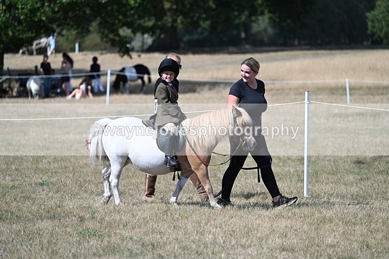 WJ7_1222 - Class 41 Prettiest Mare