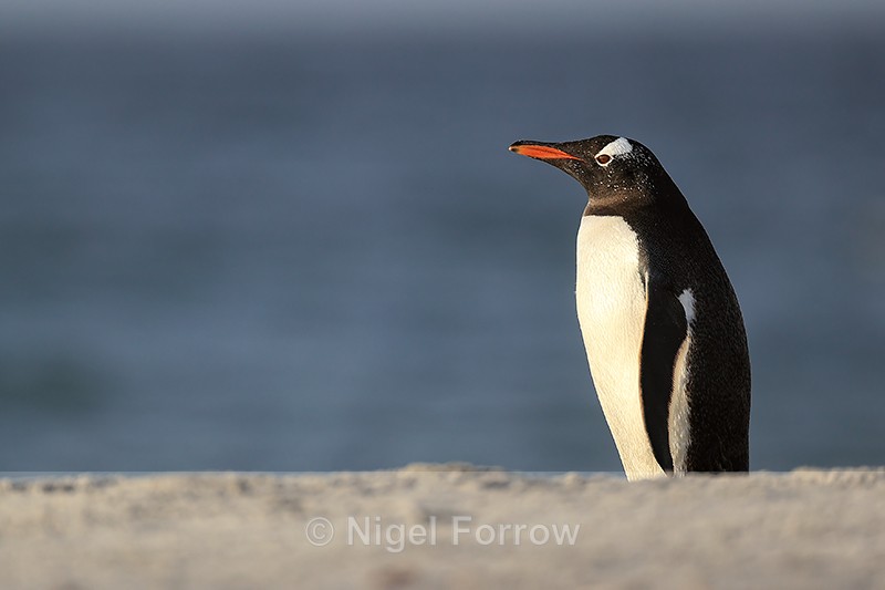 Gentoo early morning on beach, Sea Lion Island, Falklands - Gentoo Penguin