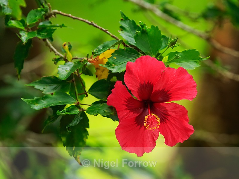 Red Hibiscus flower, Hawaii - PLANTS