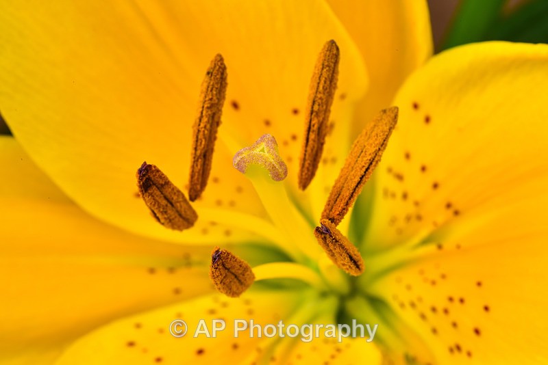 Yellow_Lily_ACP_4305-1 - Plants