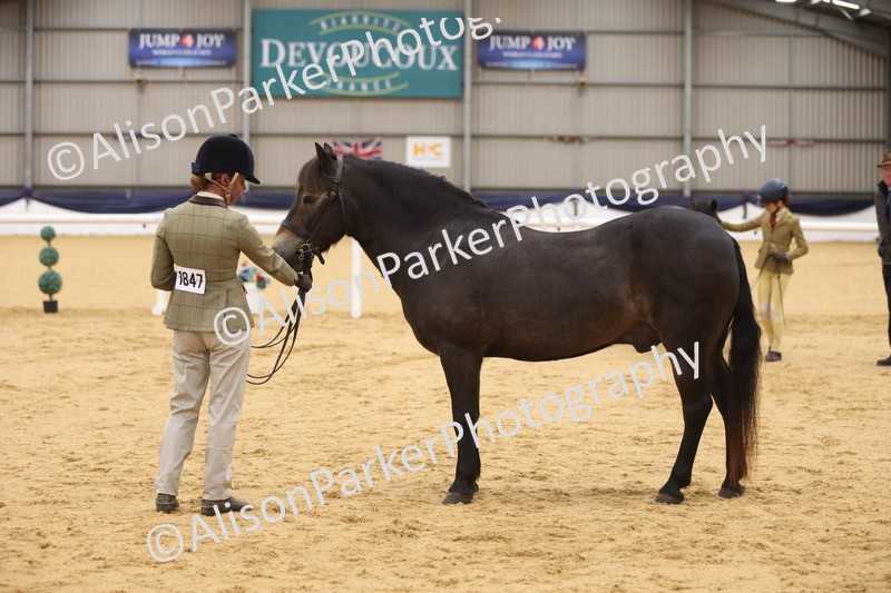 20260913-1130 - Class 110 - Bred In Other In Hand