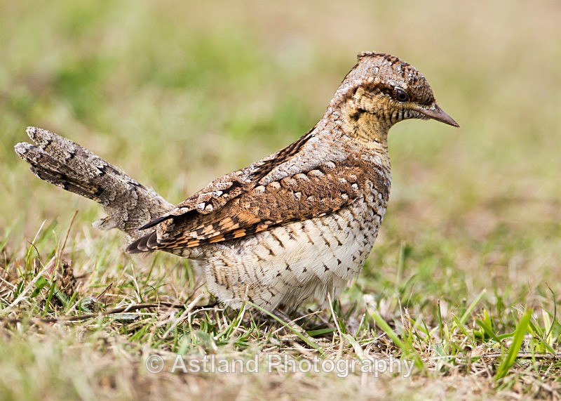 Astland Photography, Bird and Wildlife Images, Susan and Peter Wilson, U.K.