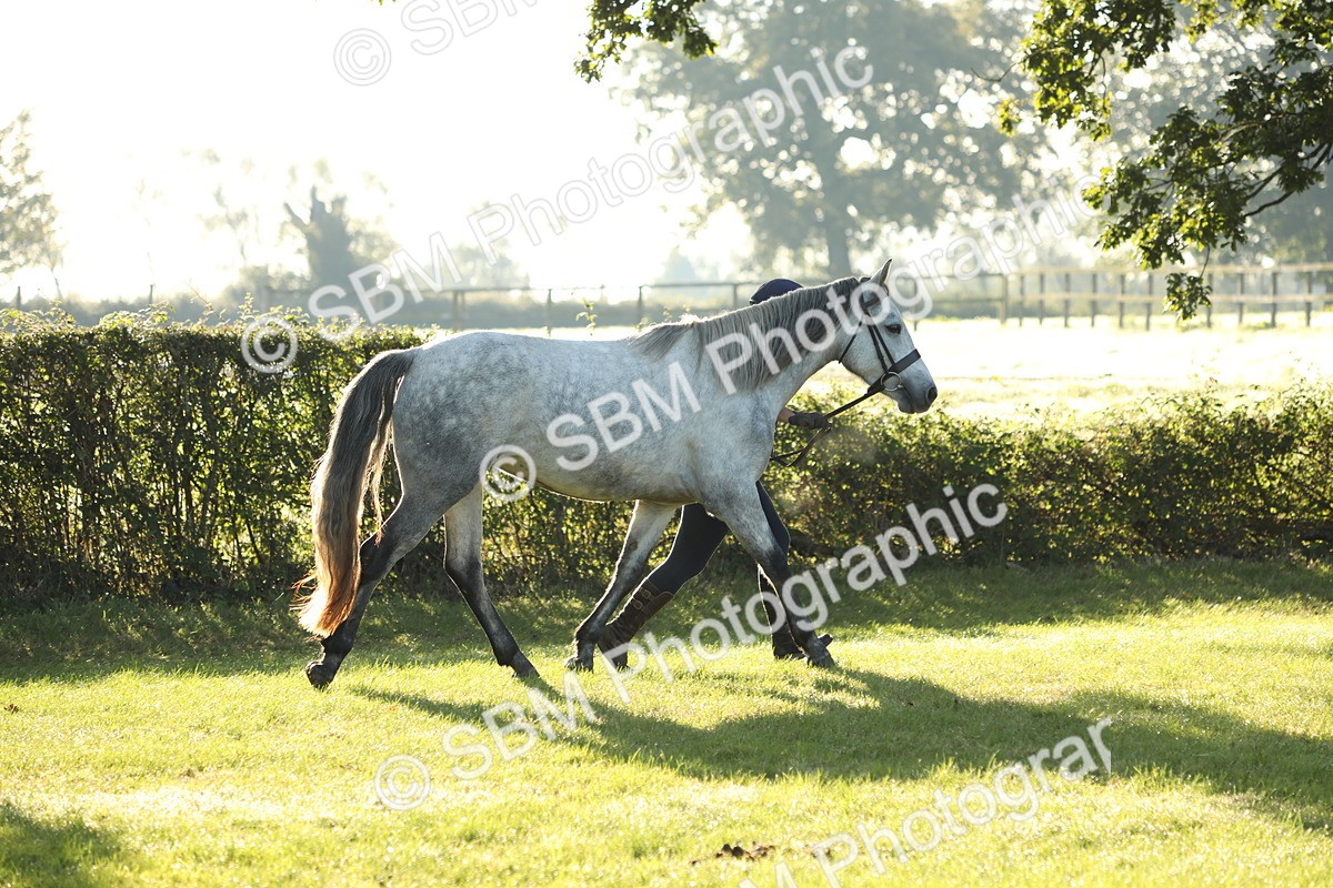 SBM_57925 - S42 - Youngstock