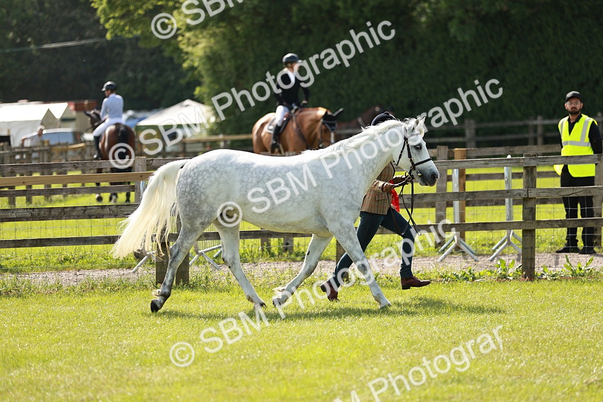 SBM_01710 - Class 14-23 - Mountain & Moorland In Hand Non Welsh