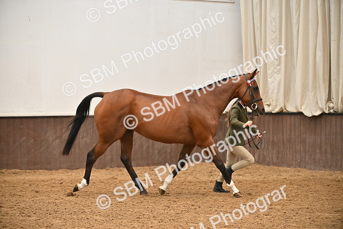 SBM_000117 - Class 6 - BSHA In Hand Racehorse to Show Horse