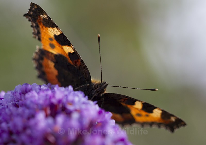 Small tortoiseshell - BUTTERFLIES