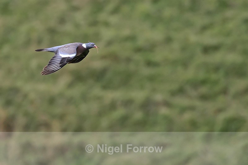 Woodpigeon in flight, The Coombes National Trust - Woodpigeon