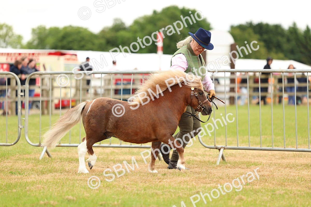 SBM_04439 - Class 64-67 - Shetland Pony In Hand